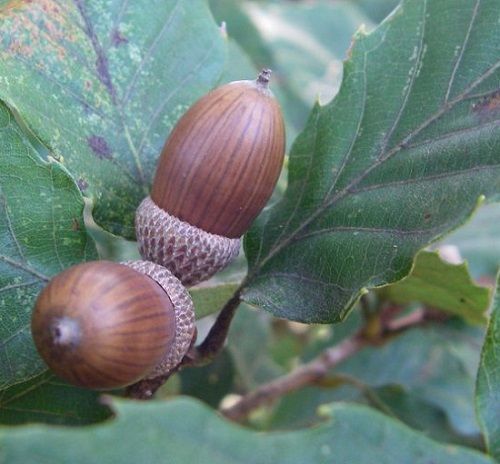 コナラ樹高0.5m前後10.5cmポット