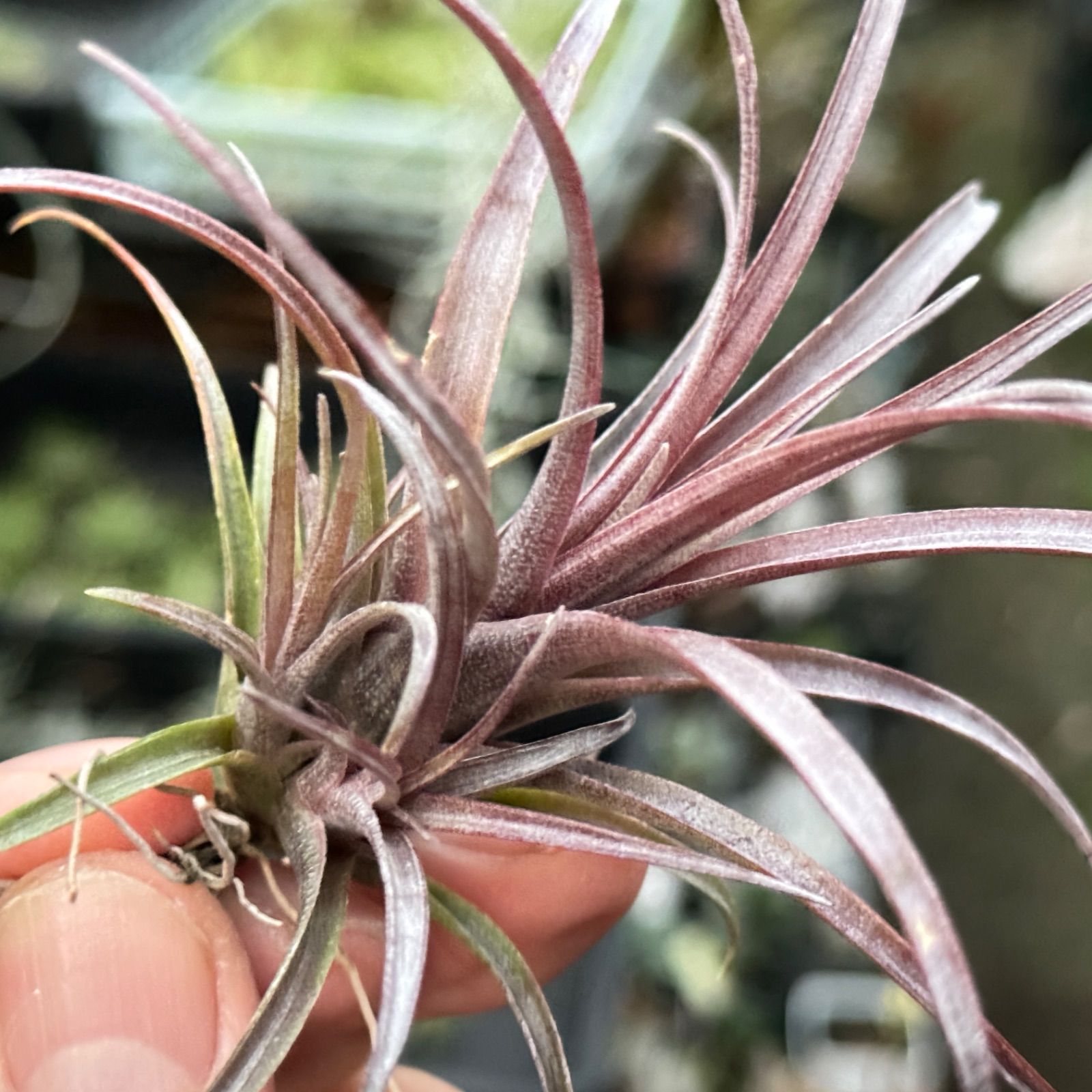 チランジア カピタータ ドミンゲンシス Tillandsia capitata var. domingensis＊エアプランツ＠フラワーショップ江口  - メルカリ