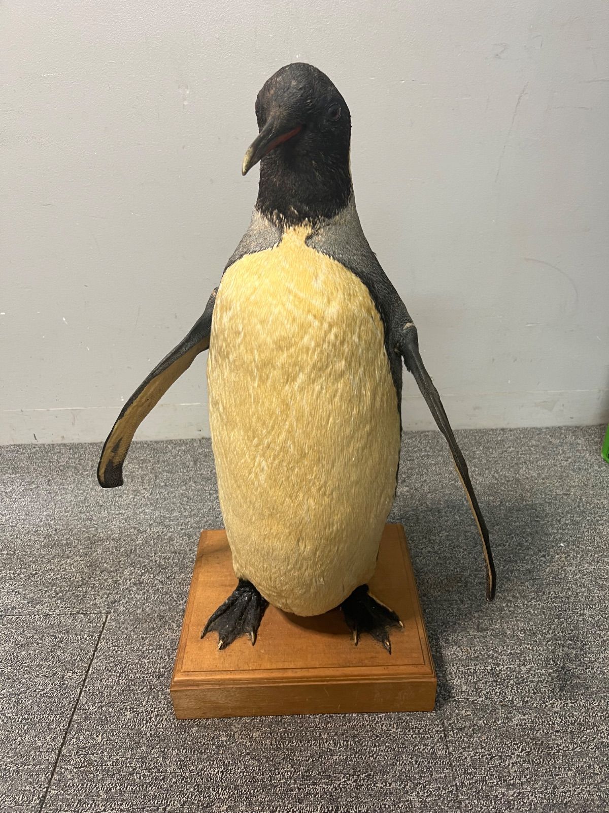 ⭐︎ 希少 ペンギン 剥製 オブジェ 動物 剥製 - メルカリ