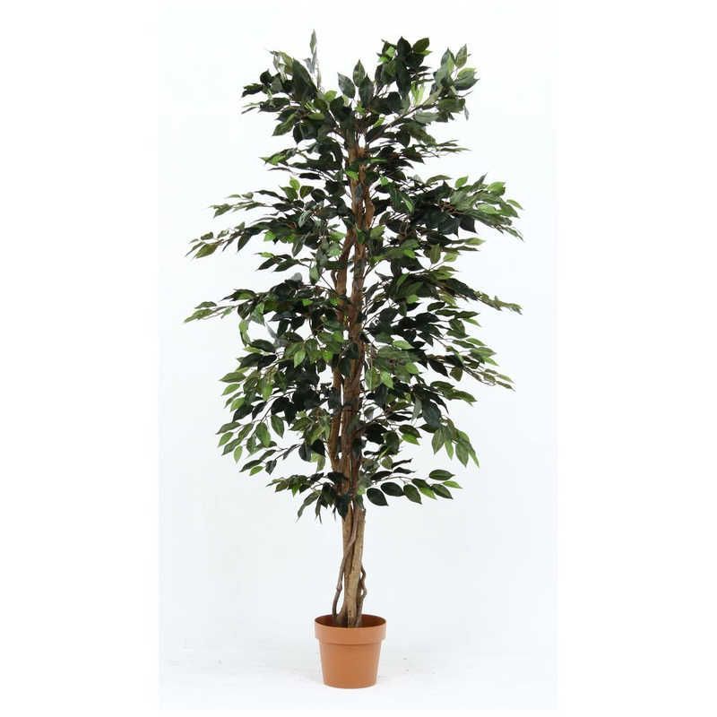 送料無料 ♥ 未開梱 不二貿易 観葉植物 フィカス 1124 A 52662