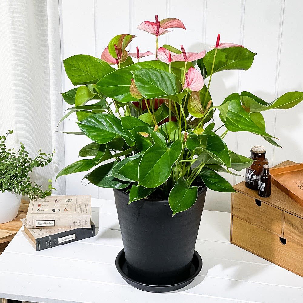 アンスリウム　ミスティーク A88 アンスリウム ミスティック A88 Anthurium ' Mystic A88 '【ア