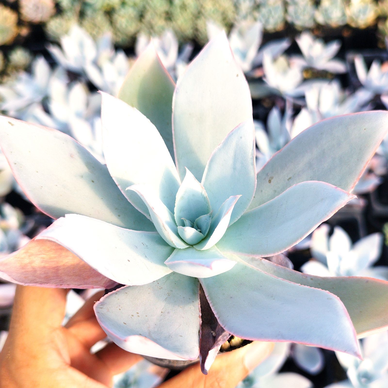 多肉植物 エケベリア カンテ 抜き苗 - メルカリ