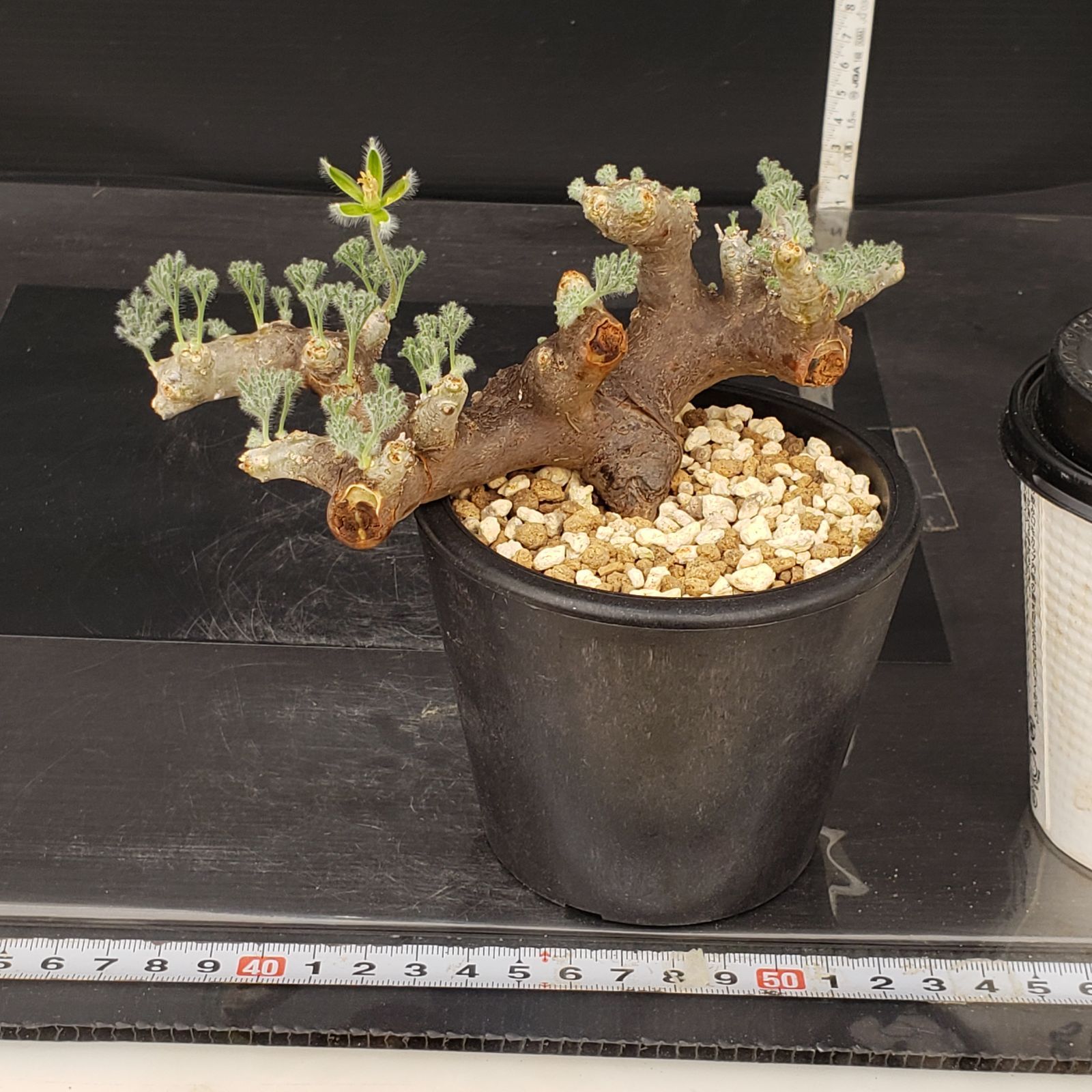 ヲ8565 「塊根植物」モンソニア ムルチフィダ 抜き苗【Monsonia