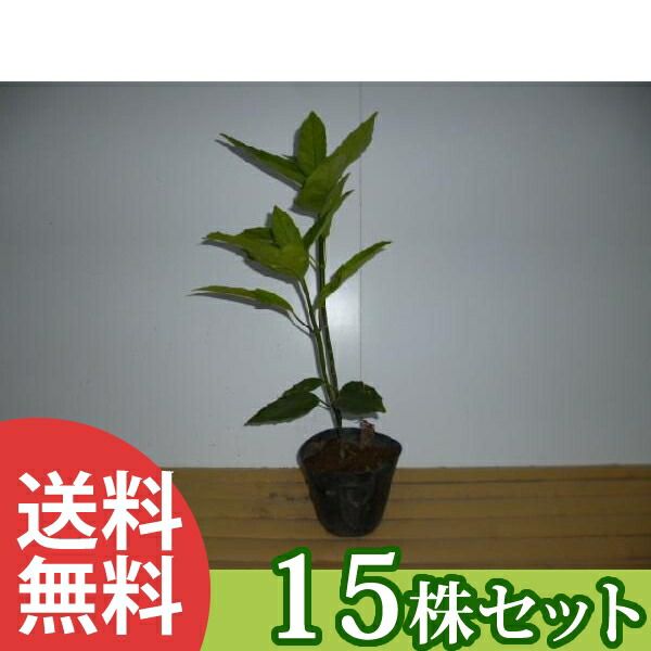 苗|苗木 15本セット アオキ 樹高0.4m前後 15cmポット 青木 あおき クロアオキ 黒青木 苗木 苗 植木 庭木 生け垣 ka 15本 15