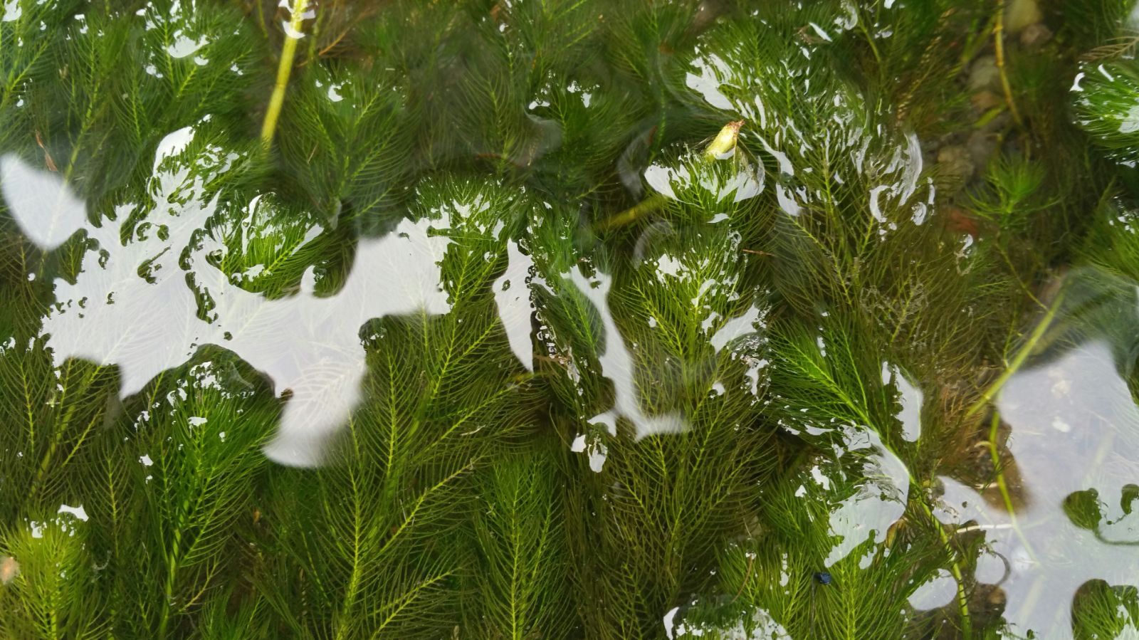 クールで発送 里山のビオトープ 日本の水草５種類セット 【アナカリス