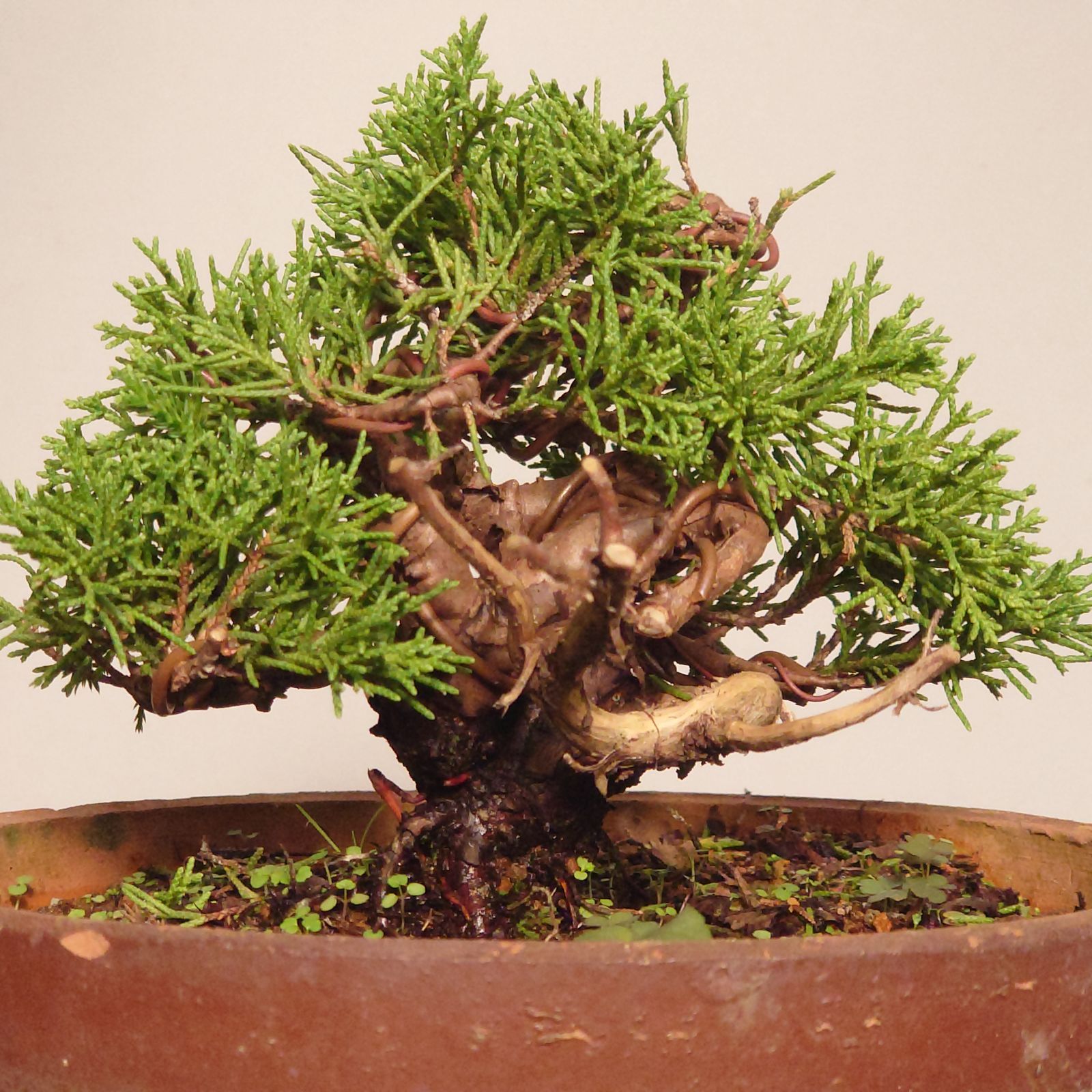 南方系 人気樹種 オオハマボウ(ユウナ)盆栽 セット販売 盆栽