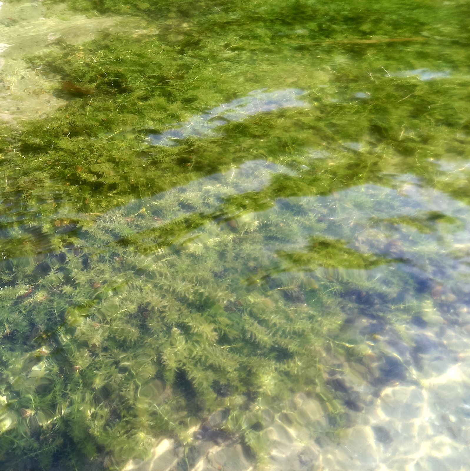 国産水草2000本以上 阿蘇の湧水で育った水草 天然アナカリス