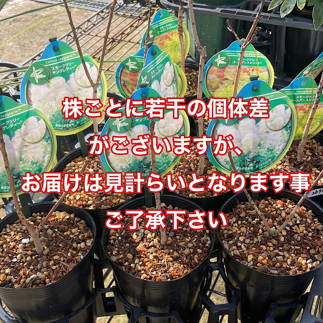 4.ヤングレディ スモークツリー 苗 苗木 雌株 PVP 楽天市場】スモークツリー ヤングレディー 雌木苗木 4.5号(k01