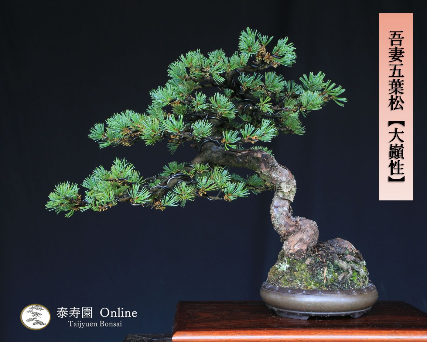 吾妻五葉松 大巓性 ダイテンショウ 文人調 盆栽 樹齢約25年 泰寿園 Online 現品 一点物 松 盆栽 五葉松 松柏 初心者 室内 鑑賞 趣味 卓上盆栽 盆栽鉢 グリーン 和 ギフト プレゼント ミニ盆栽 誕生日 母の日 父の日 敬老の日 記念日 1