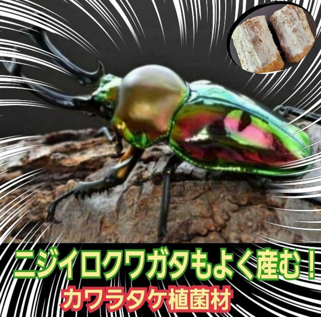 これが1番よく産みます！ クワガタの産卵木 植菌カワラ材 カビない
