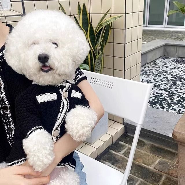 【ダックスちゃん用】【犬用ニット】ワンピース Sサイズ        
