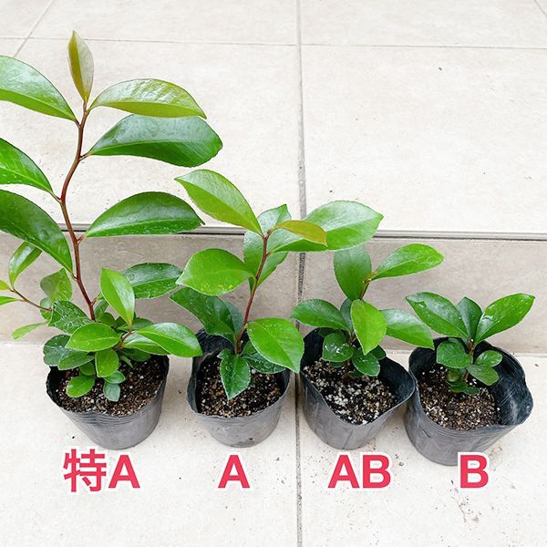 植物/本榊 実生苗 Aより更に高め(特A) 9cmポット2苗セット