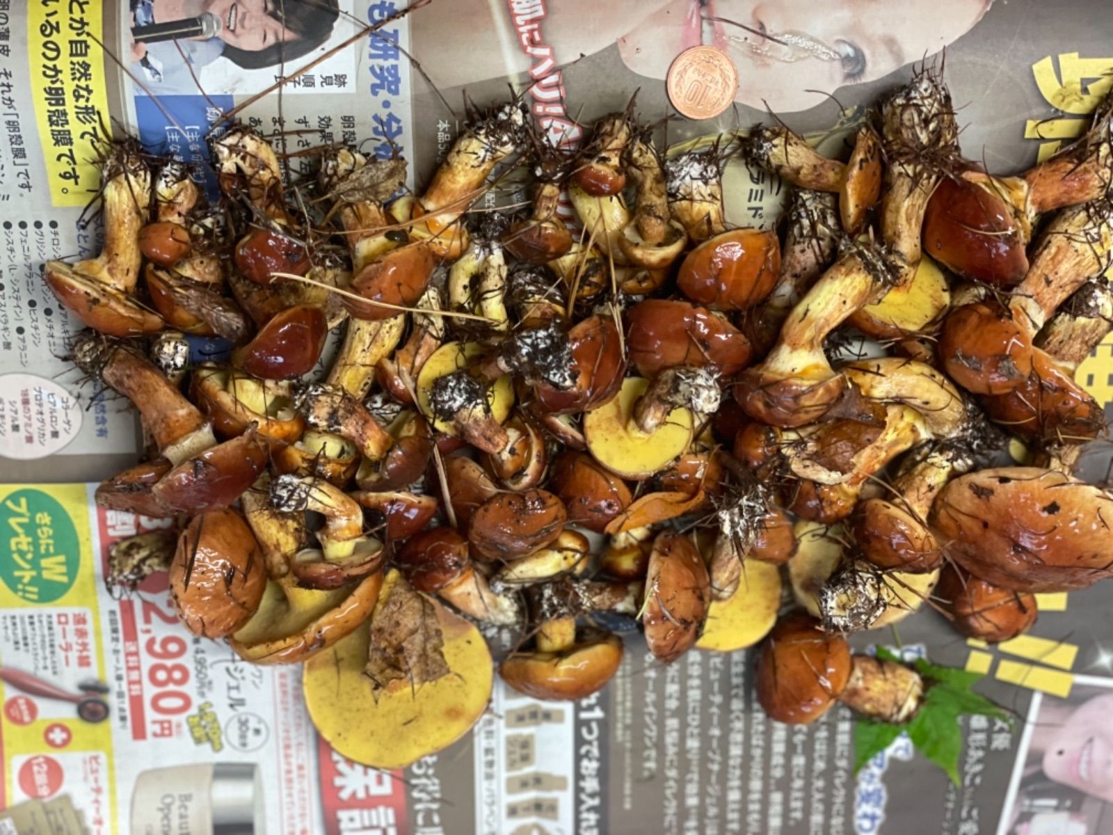 北海道産 ハナイグチ 約500g クール便＊送料無料 - メルカリ