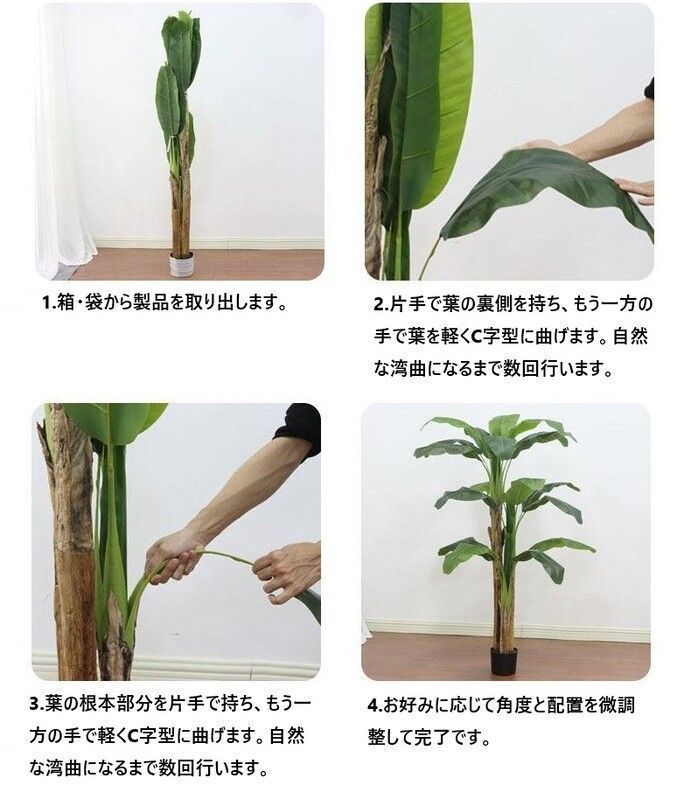 バショウ