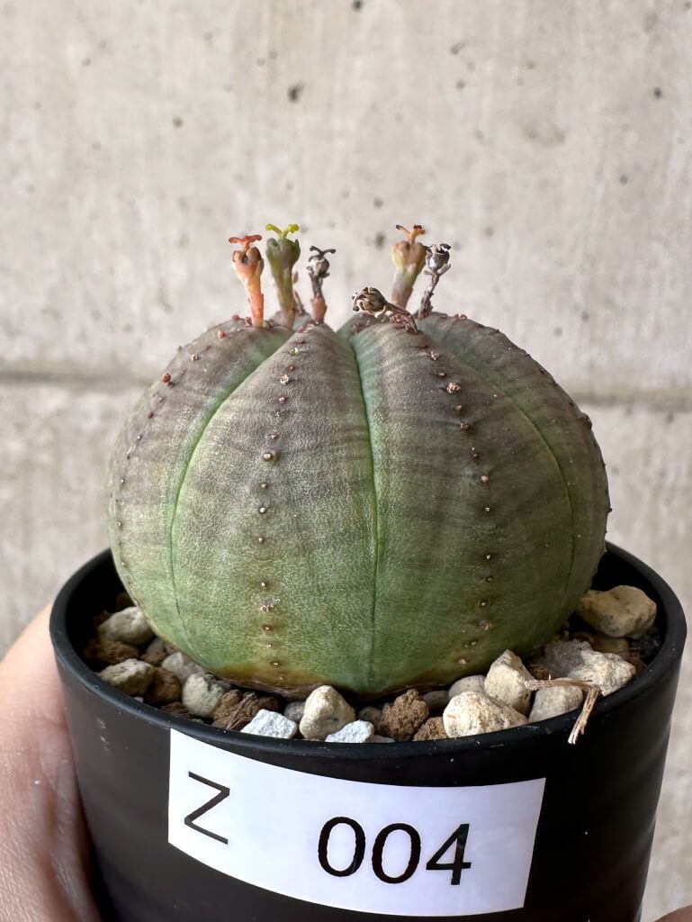 現品限り】ユーフォルビア・ガムケンシス【V47】 Euphorbia gamkensis