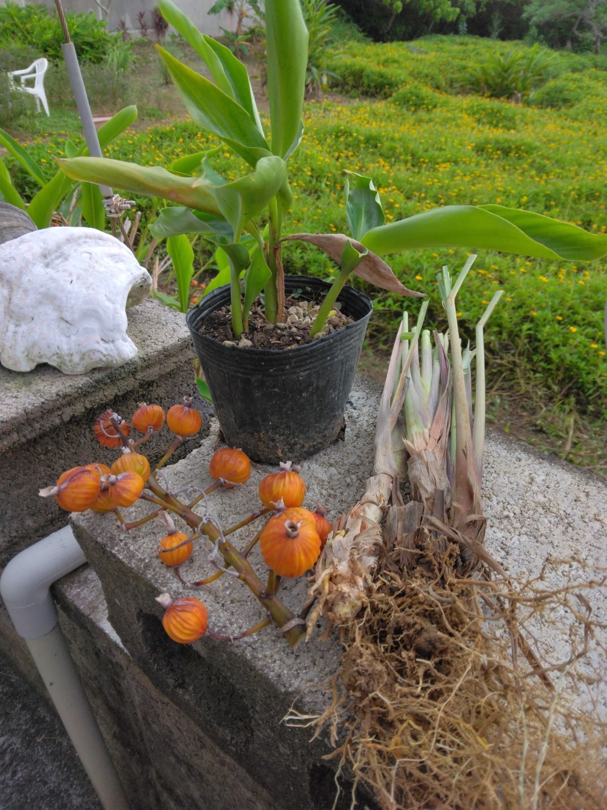 レモングラス 株分け 苗 4本