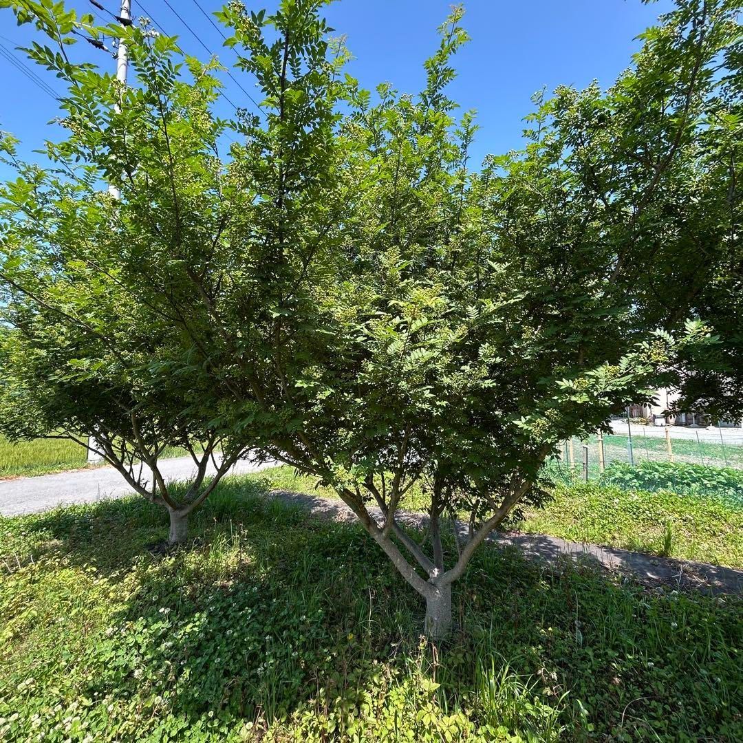 新着 無農薬 実 朝倉山椒 西播磨 サンショウ 1kg つむぎ農園
