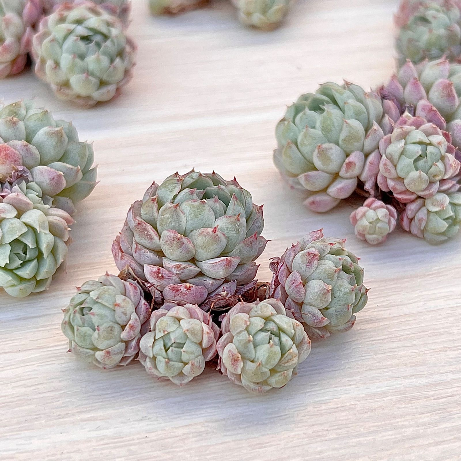 激安挑戦！！ ボールオブファット 多肉植物 韓国苗 メルカリ - エケベリア・セダム
