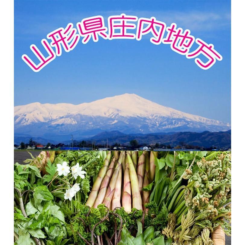 山形県庄内地方 しどけ