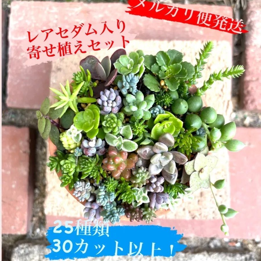 ☆レアセダム入り多肉植物寄せ植えセット☆25種類30カット以上