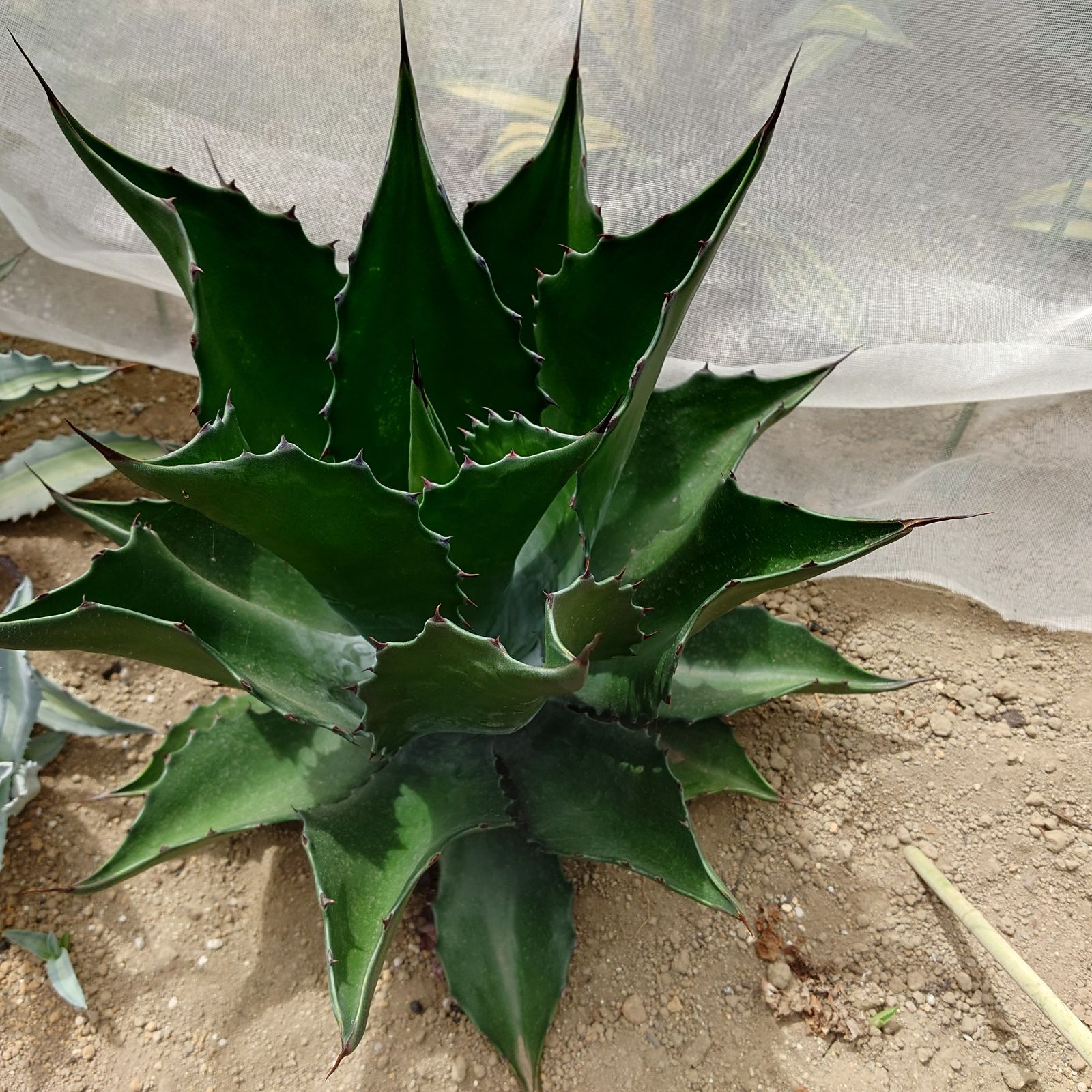 アガベ サルミアナ フェロックス グリーンコブレット 特大株 直径55㎝ AGAVE - メルカリ