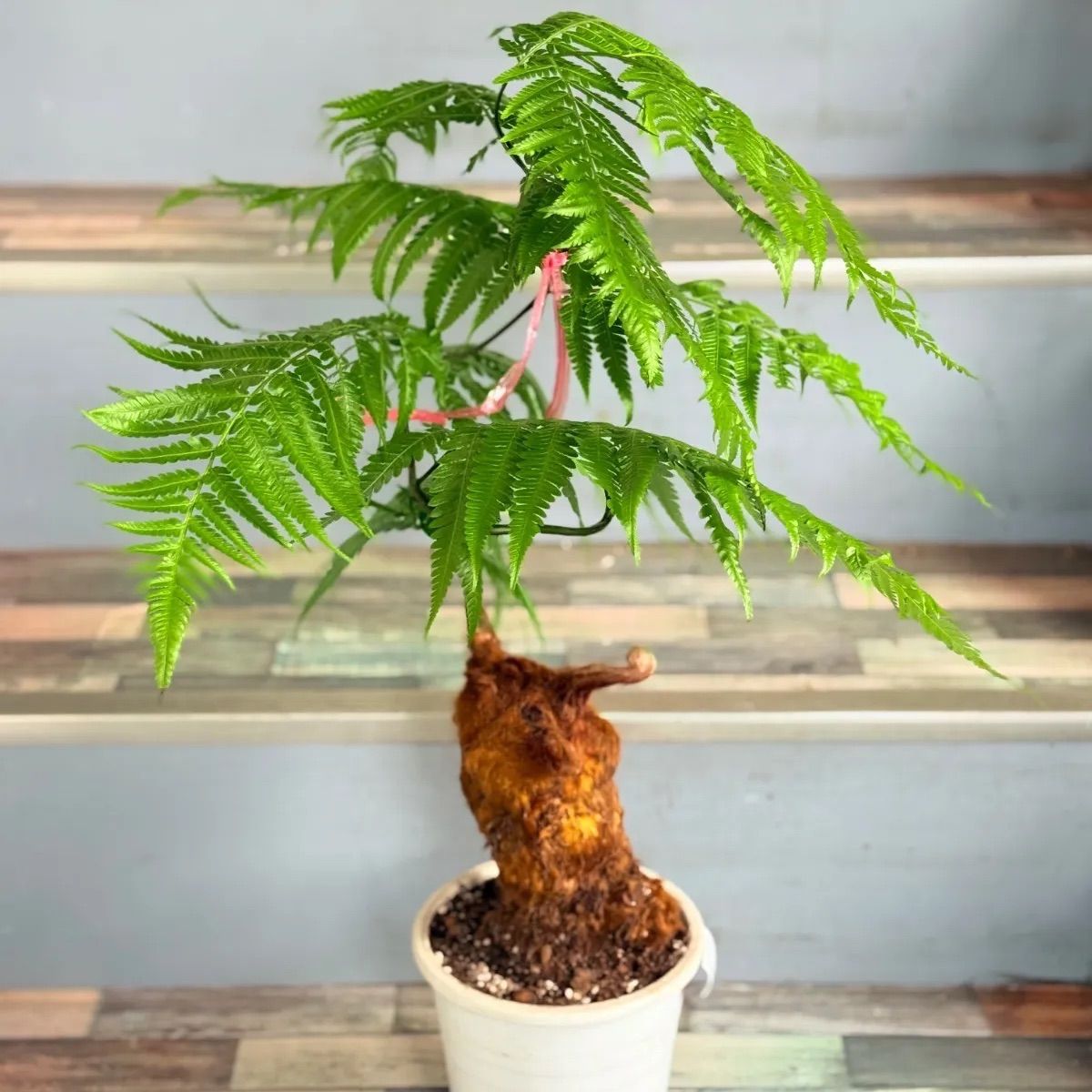 希少美株】ユーフォルビアトルチラマ 実生 サボテン 多肉植物 塊根