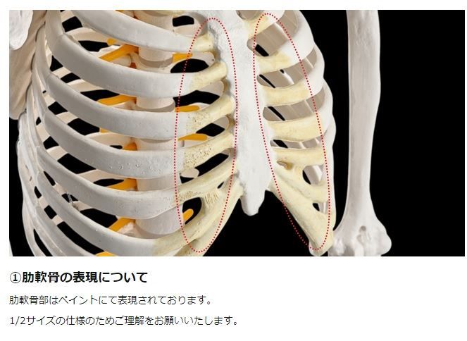 人体模型