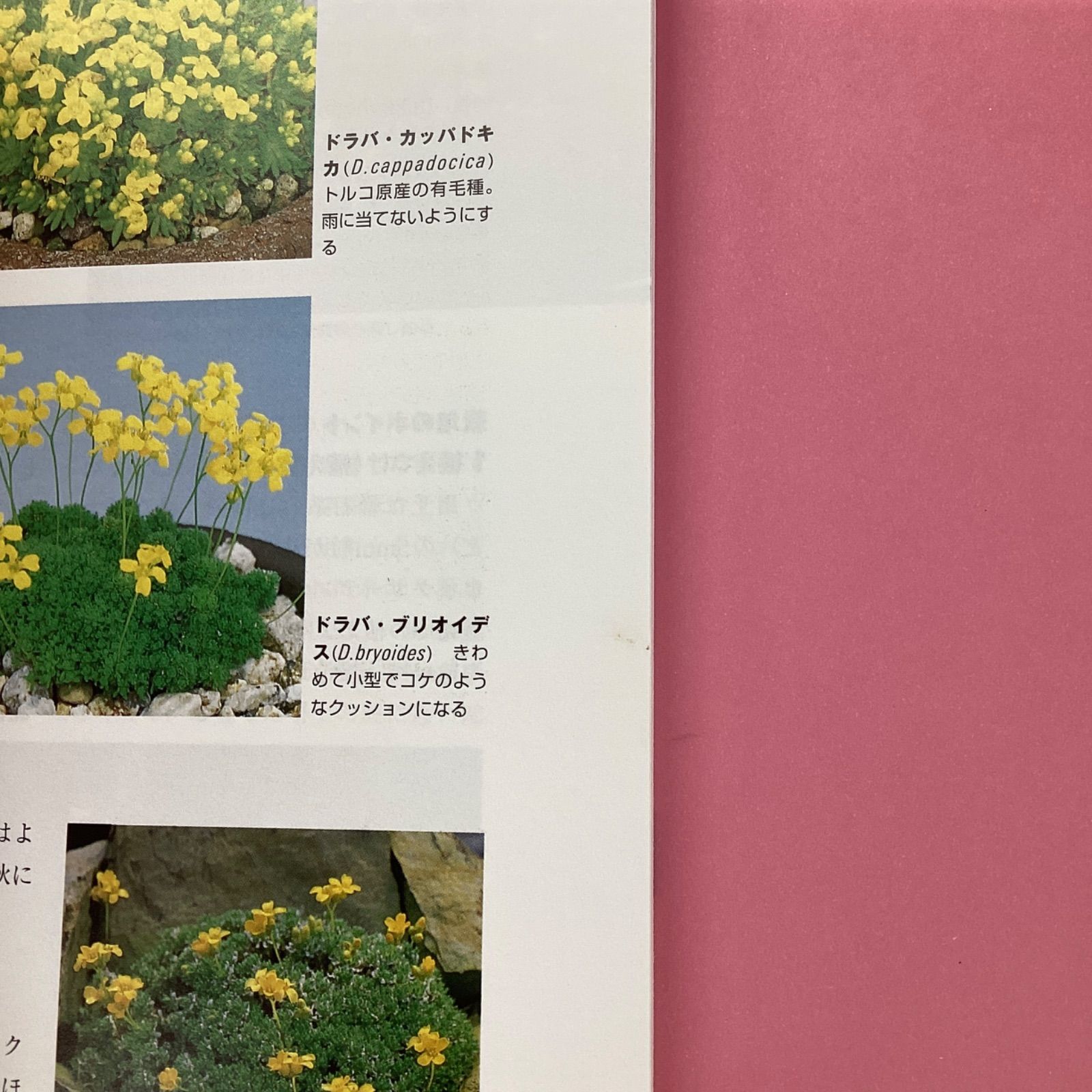 四季の山野草栽培 別冊NHK趣味の園芸　c16_2682-2