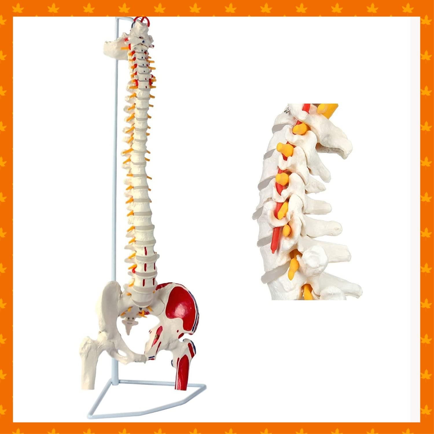 特価セール】脊髄 脊柱可動型モデル，大腿骨，筋・起始／停止表示付 背骨 - 腰椎 脊柱模型，筋の起始・停止部を着色 実物大 股関節 人体模型 医学  脊椎骨盤模型 教材 可動式 模型 【90cm 脊椎 スタンド付き】 timiland - メルカリ