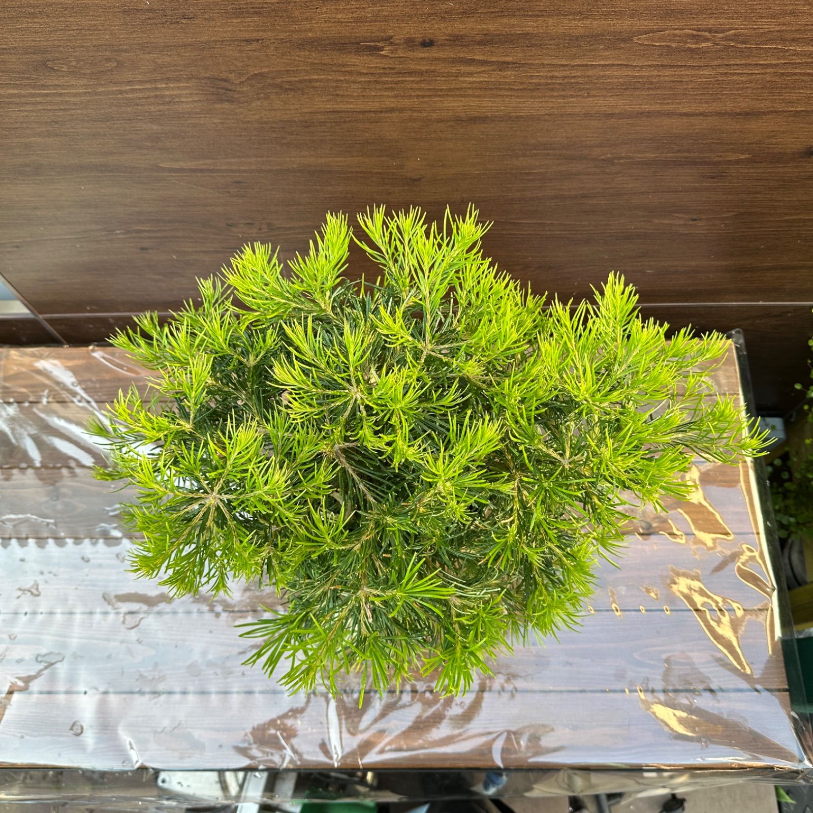 大株 バンクシア バースデーキャンドル 花芽あり 7号ロング