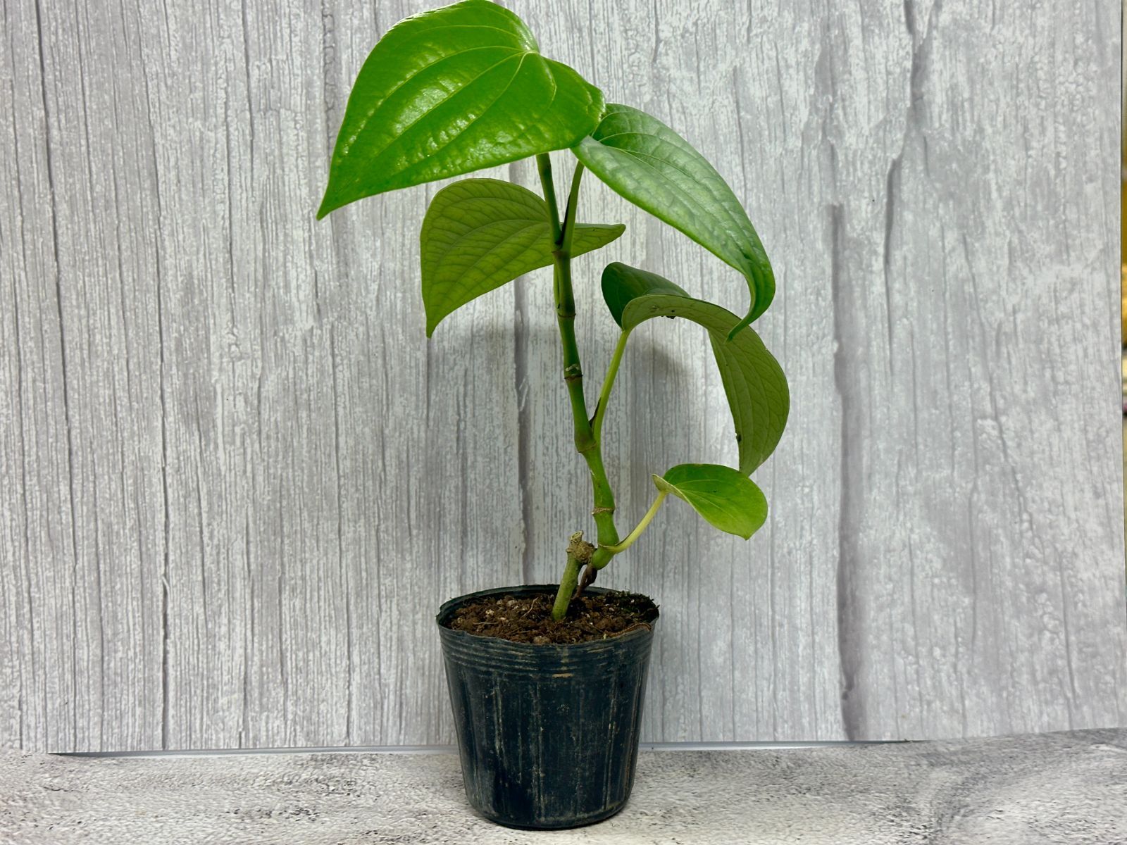 ブラックペッパー（黒胡椒） ポット苗 - メルカリ