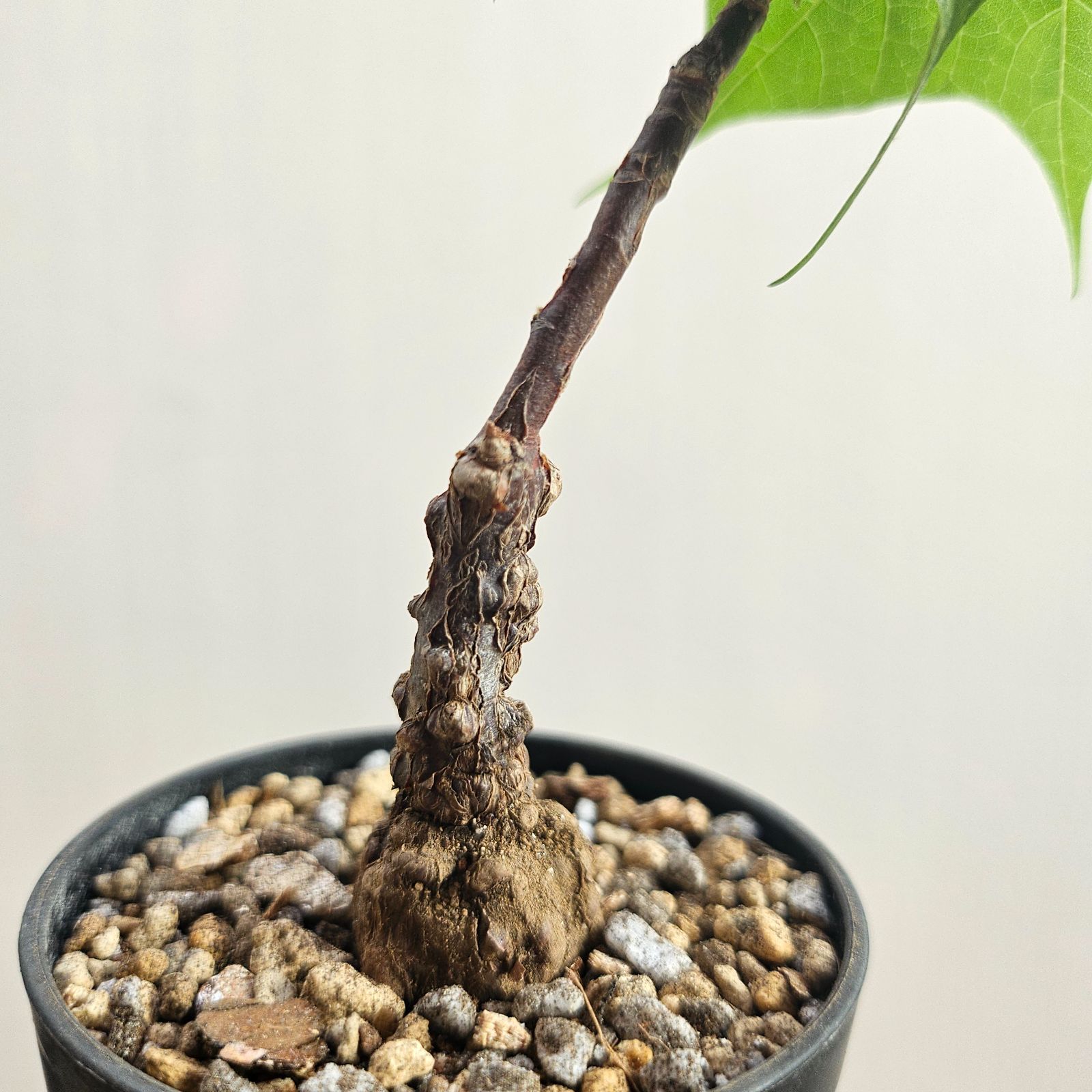 Sterculia colorata ステルクリア　コロラータ　4個セット Sterculia colorata ステルクリア コロラータ 4個セット ステル