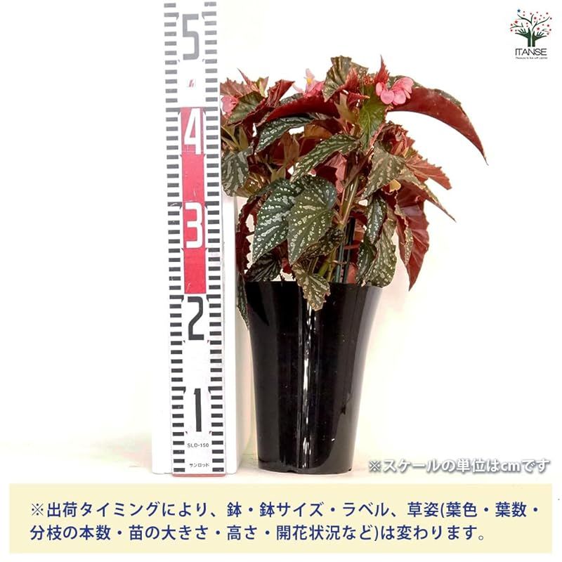 品種で選べる観葉植物