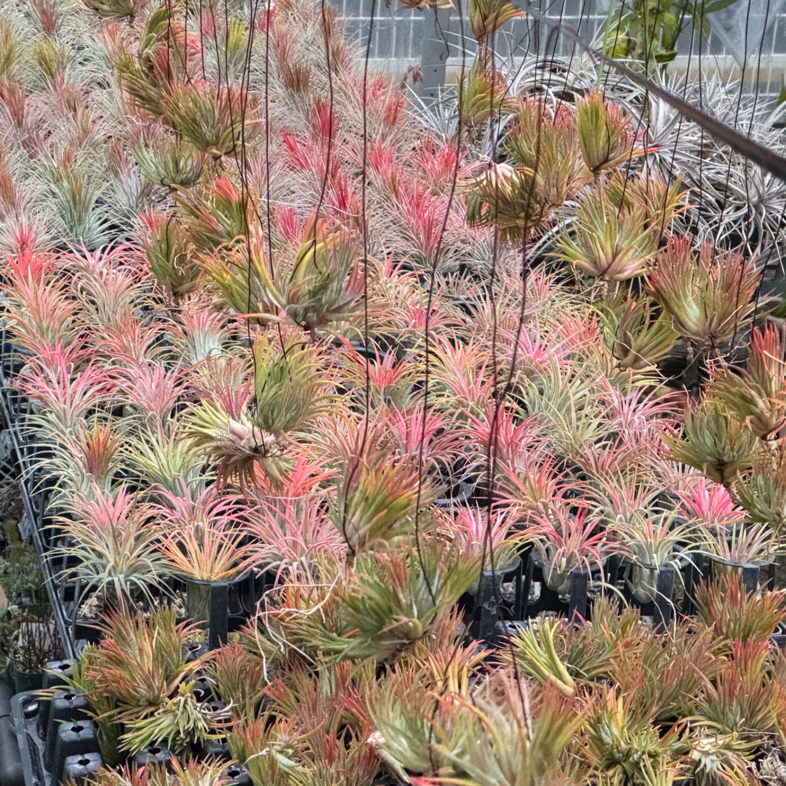 チランジア キセログラフィカ × ブラキカウロス チランジア・キセログラフィカ×ブラキカウロス Tillandsia