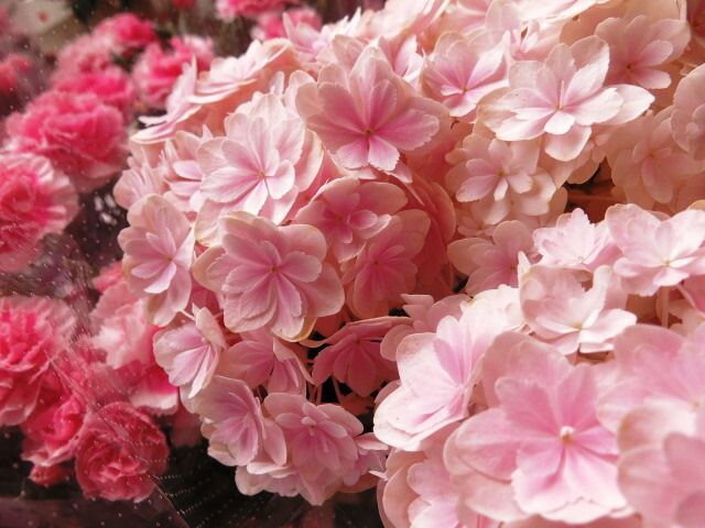 母の日 プレゼント 鉢植え 万華鏡 あじさい ピンク 完全数量 ◆母の日ギフト 花鉢 あじさい 万華鏡 母の日期間 ギフト YUZUMIYA_COM