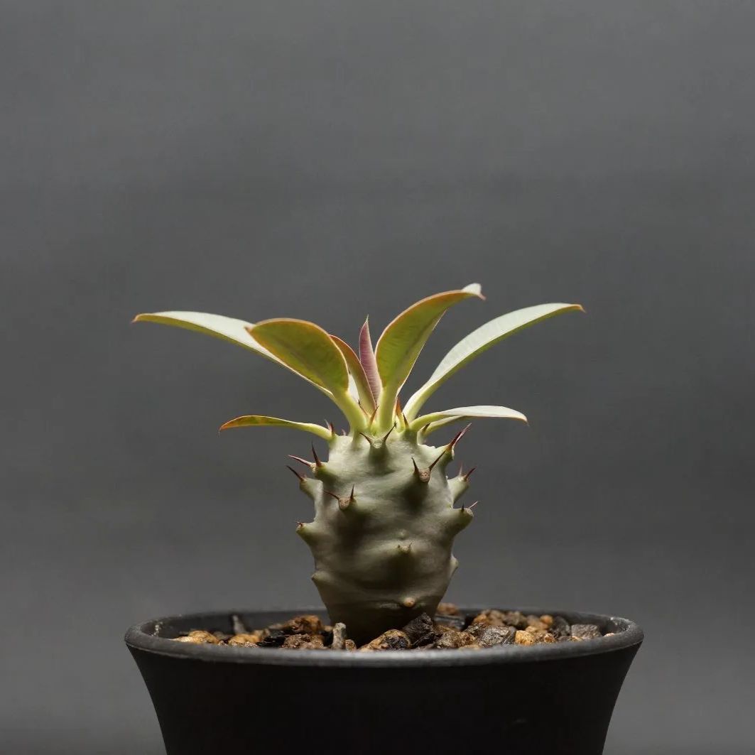 パキポディウム グラキリス 国内4年実生株 抜き苗 ③ 園芸ネット本店｜[棚卸セール]パキポディウム：グラキリス4号（国内