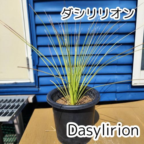 鉢ごと発送 ダシリリオン Dasylirion 2025.4.27D1