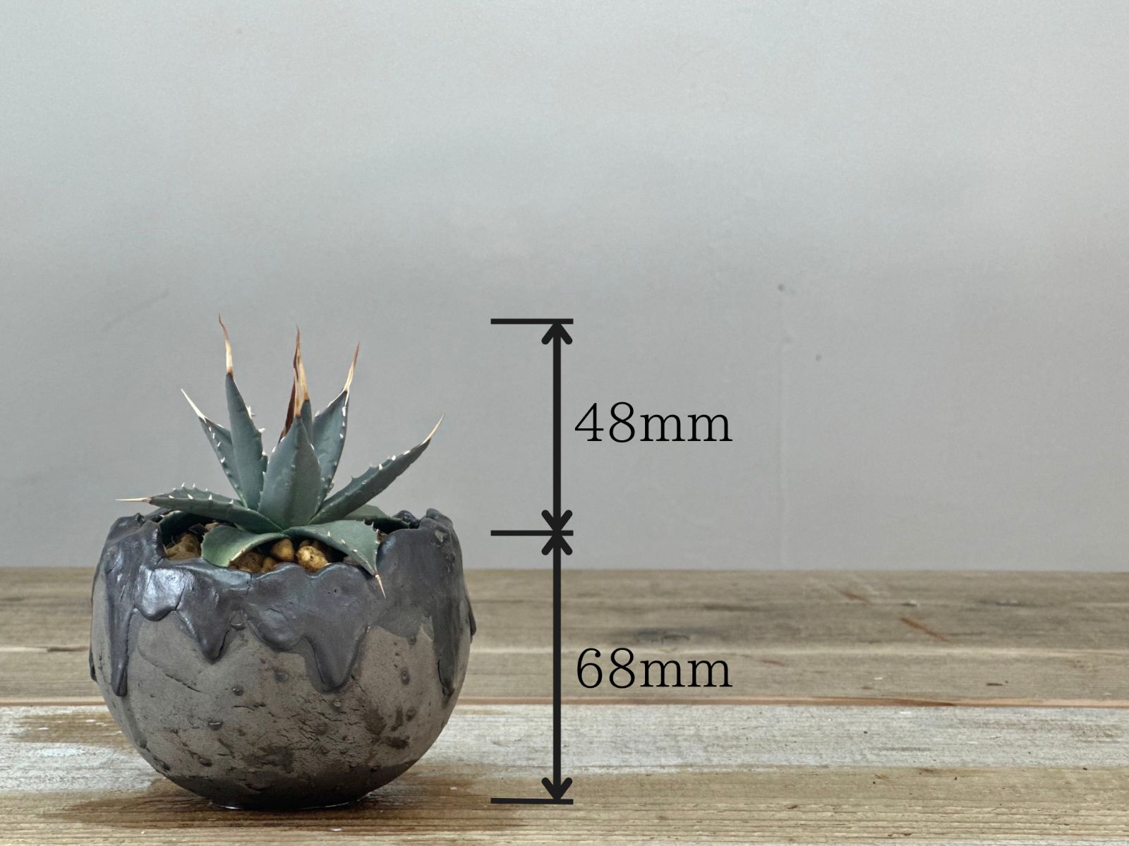 アガベ ユタエンシス エボリスピナ【作家鉢】【発根済】 アガベ 鉢