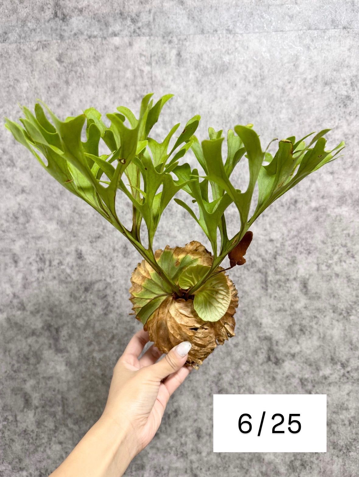 観葉植物 ☆まーみん☆様専用 コルク付け＊細葉・胞子付き