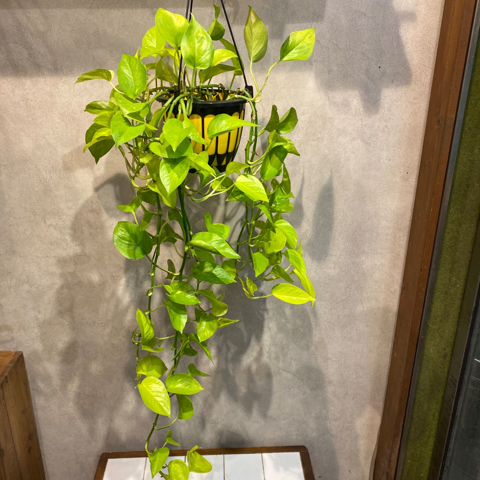 SALE❤️ ポトス ライム 吊り 5号鉢 - メルカリ