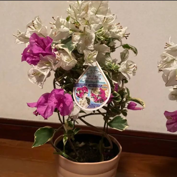 咲き始めました。　新品種ブーゲンビリア【ブルーハワイ】斑入り。ホワイトサンデェリアーナ　パープル サンデェリアーナ