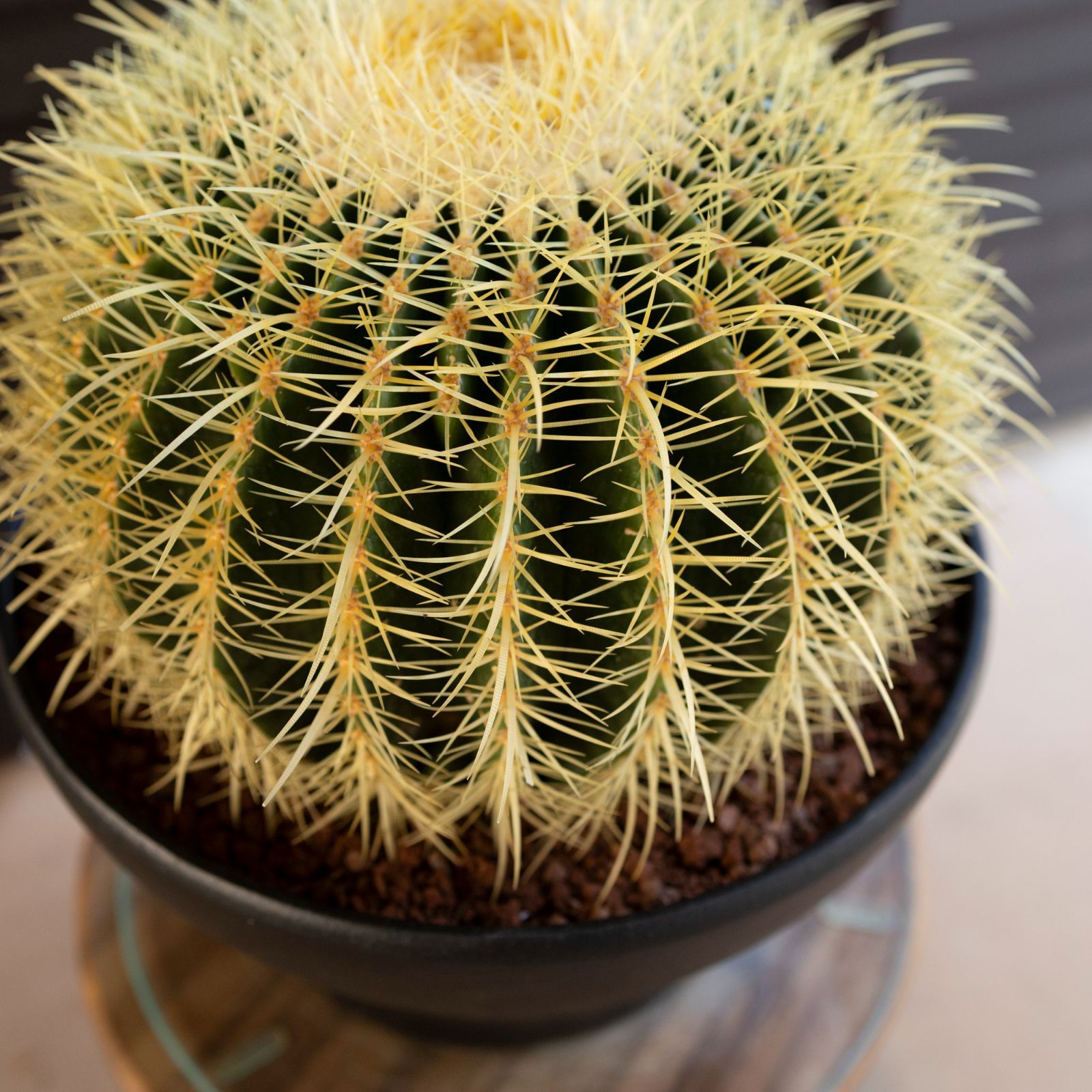 発根済 30cm