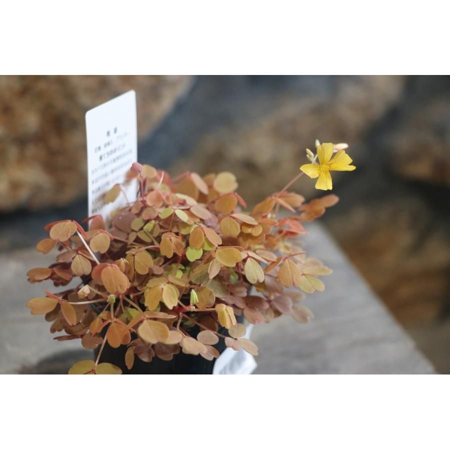 オキザリス 黄昏 2.5ロングポット苗 3株販売 寄せ植え 花壇 カラー