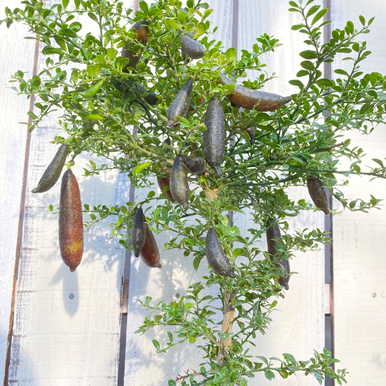 ステノケレウス　入鹿　(地を這う悪魔) 2025年最新】入鹿 サボテンの人気アイテム - メルカリ