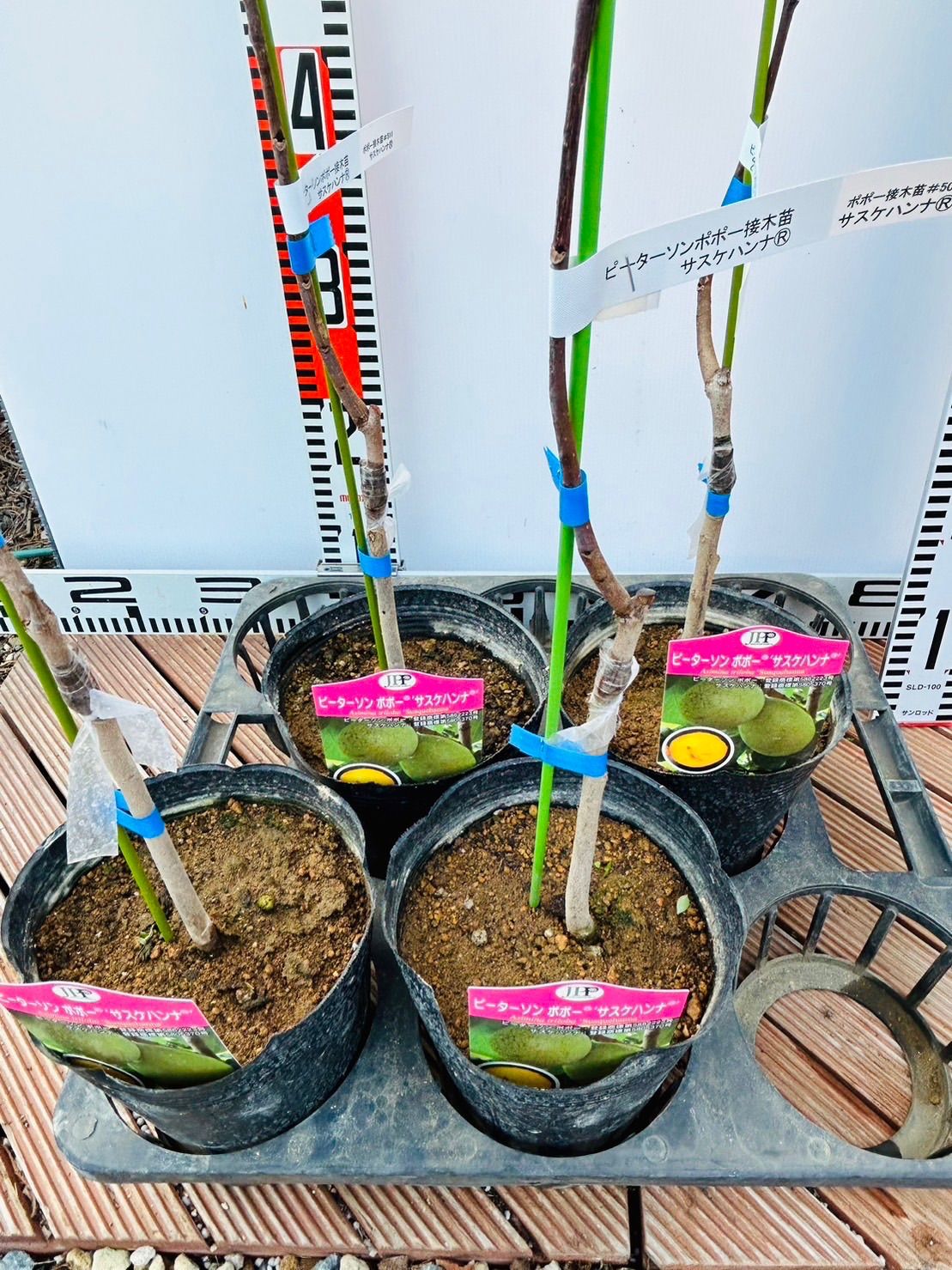 ポポー お買い得品 接木苗 ポポー苗木 ポポー 苗木 ウィルソン 3年生