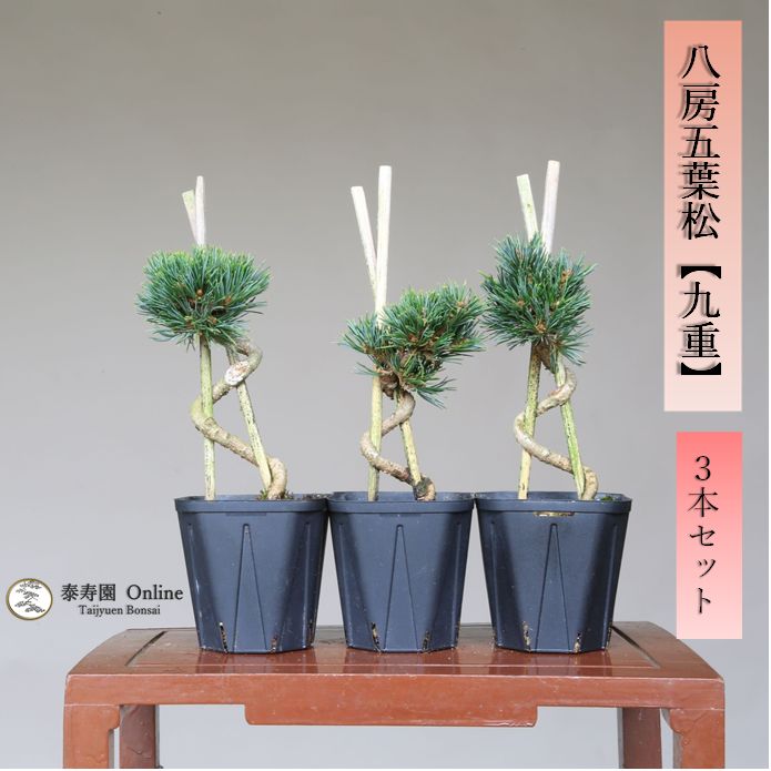 八房五葉松 【樹高:約80cm】ヤツブサゴヨウマツ A24 - 植物/観葉植物