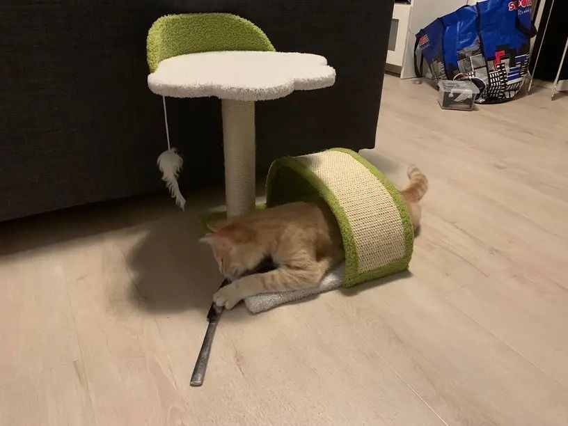 猫の隠れ家 猫