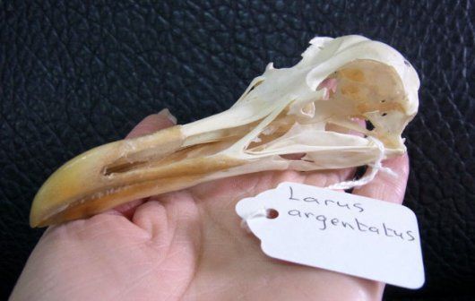 高品質！セグロカモメ　Herring gull　頭骨 高品質！セグロカモメ Herring gull 頭骨 - メルカリ