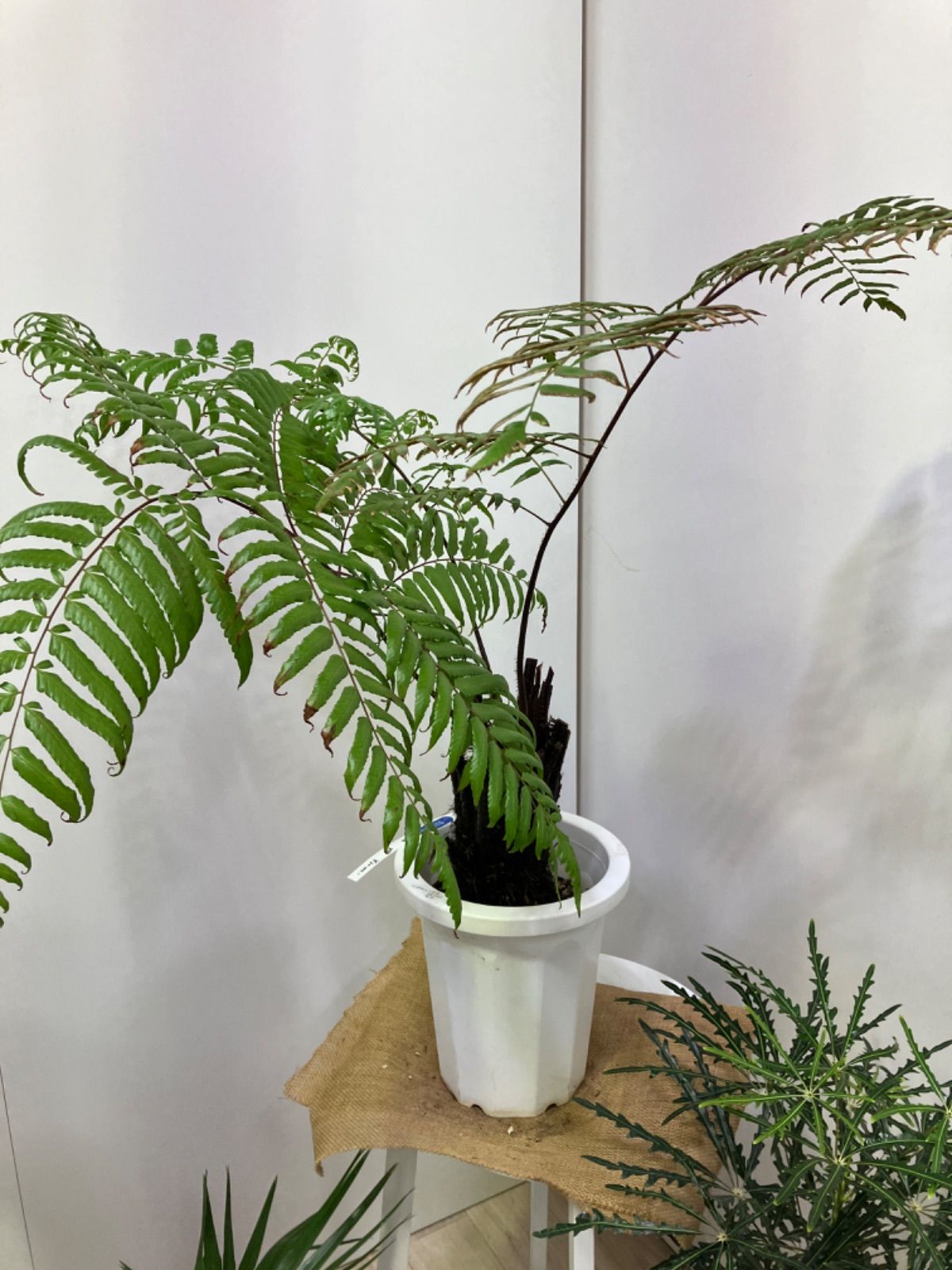 ヘゴの木 立派 観葉植物 シダ シダ植物 屋内 インドア インテリア グリーン 清涼感 オシャレ 装飾 - メルカリ