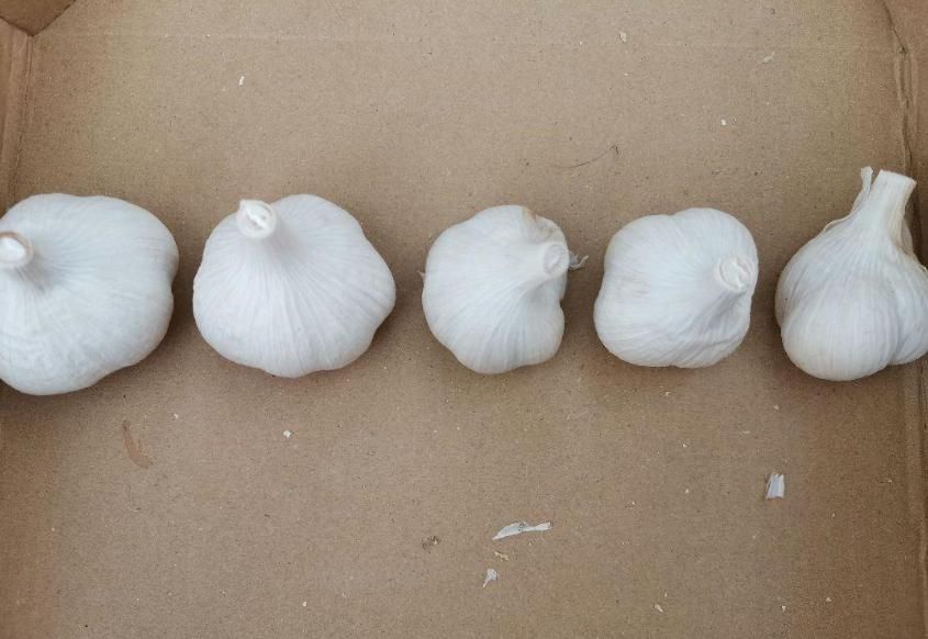 訳あり!乾燥ニンニク 使いやすいS~Mサイズ20kg 北海道産【農薬・化学